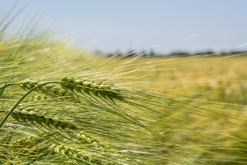 Spikelets of green barley, clogged with heavy grains, against the background of the field and sky
