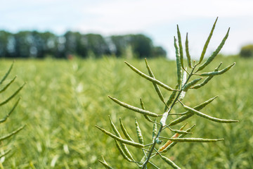 a branch of rapeseed, with full pods of beans, against a blue sky background