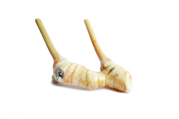 Galangal isolated on white background. Galangal is a medicinal plant.Copy space.