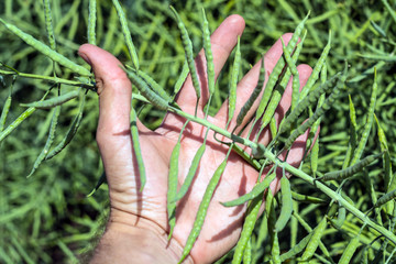 a branch of rapeseed in the farmer's hand against the background of the field