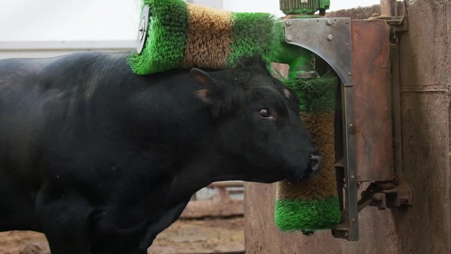 Farm lifestyle. Black big bull without horns cleans himself with huge green and yellow brushes at farm in slow motion