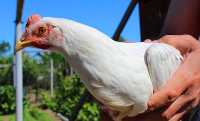 White chicken
