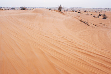Desert landscape to the horizon, sand and a rare Bush, haze.