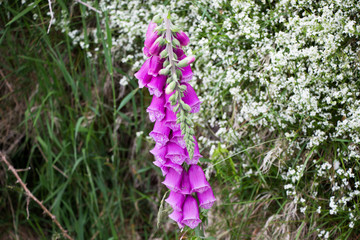 Obraz premium Fox Glove