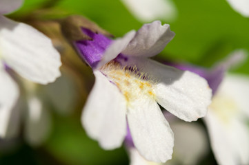 Rare Haberlea rhodopensis