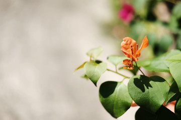 Beautiful Orange bougainvillea flowers plant in garden.Copy space