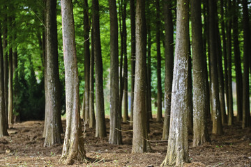Obraz premium Tree on a garden in the rainy season
