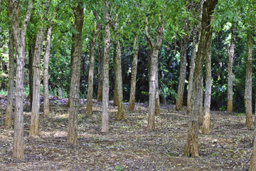 Tree on a garden in the rainy season