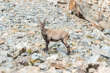 Ibex on the peaks near Lac Blanc in Auvergne-Rhône-Alpes in France