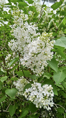 The beginning of the summer - white lilac blooms