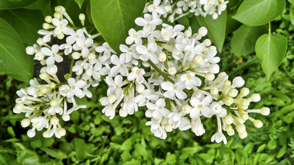The beginning of the summer - white lilac blooms
