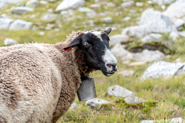 Grazing Sheep on the peaks near Lac Blanc in Auvergne-Rhône-Alpes in France