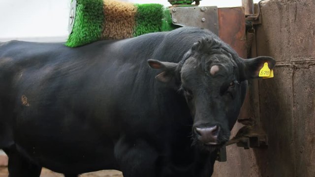 Farm lifestyle. Black bull without horns cleans himself with huge brushes at farm in slow motion
