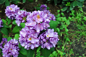 Purple rhododendron flowers with pink and yellow pistil and stamen, soft green blurry leaves background, top view