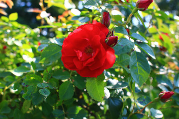 Climbing red rose. Blooming rose bush.