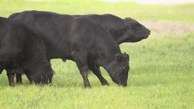 Barnyard lifestyle. Black bulls with dirty legs and faces grazing on meadow and looking tasty grass for food in slow motion