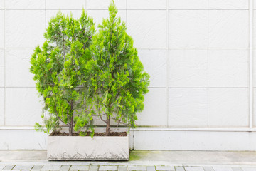 Green thuja bush in pot on white wall.