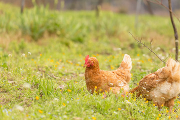 free range chichen in a meadow spring time