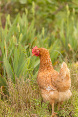 free range chichen in a meadow spring time