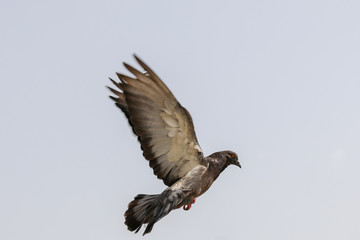 Bird in flight