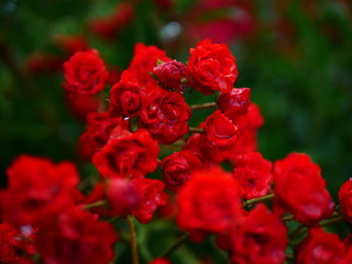 red and white tulips