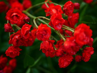 Obraz premium red and yellow flowers