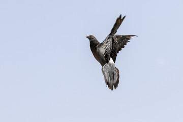 Bird in flight