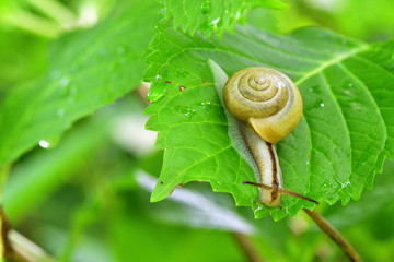 カタツムリ