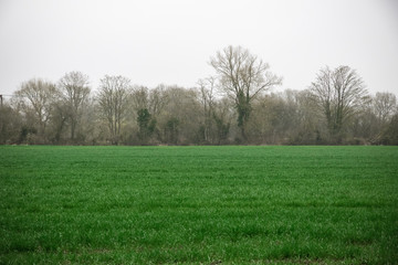 Beautiful field with fog in English countryside, Whelford