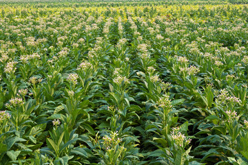Tobacco is blossoming in the field.
