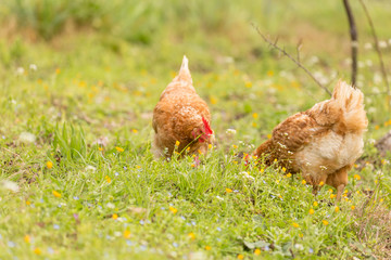 free range chichen in a meadow spring time