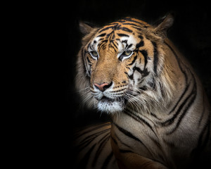 Plakat Sumatran tiger male on a black background.