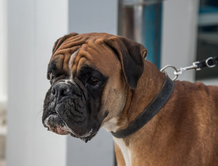 BOXER, PORTO NOVO ANCONA 2017