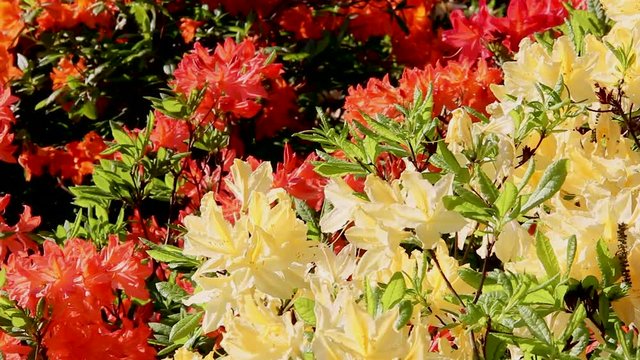 background of the Rhododendron beautiful flower. Latvian University Rhododendron nursery "Babite"