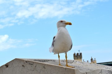 GABBY il gabbiano dell'altare della patria
