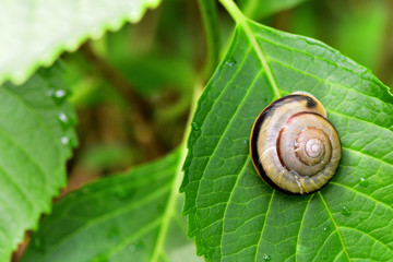 カタツムリ
