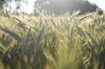 Łan zboża, przenica © Pawel