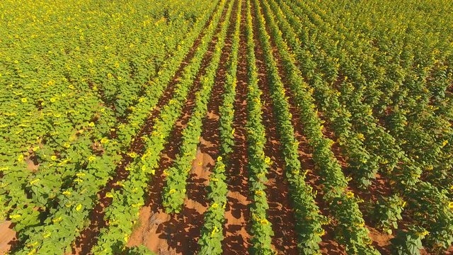 Low flying aerial view of a field of flowering sunflowers, South Africa