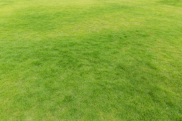 Green grass texture grassland for background.