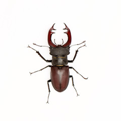 Brown stag beetle Lucanus cervus, the largest european beetle isolated on white