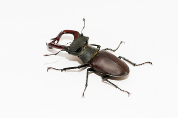 Brown stag beetle Lucanus cervus, the largest european beetle isolated on white