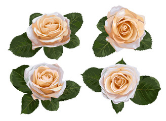 Set of vector watercolor tea roses isolated on white background. For the design of wedding invitations, greeting cards, flyers, fabric, certificates, banners