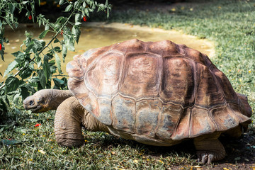 Fototapeta premium Big Turtle