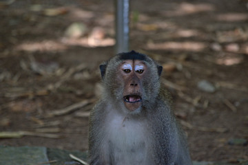 crab eating macaque monkey, con dao