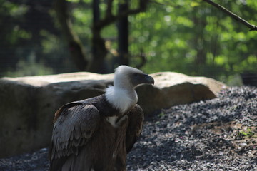 condor
