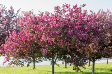 Public parking on the roof on the Chicago background, Illinois, USA
