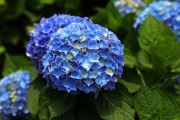 Closeup of blue hydrangea (Hydrangea macrophylla) in a garden.