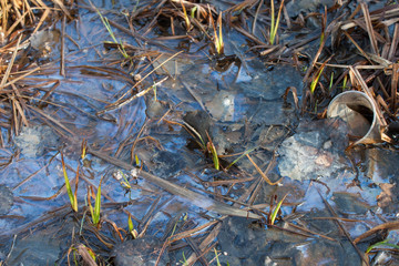 Swamp water in forest lake