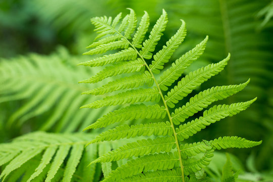 Green leaves of the fern. Natural background.