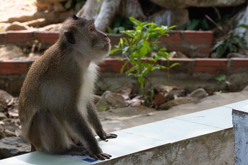 crab eating macaque monkey, con dao